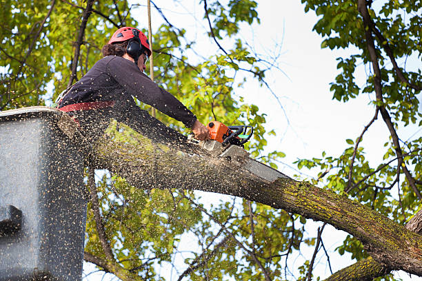 Residential Tree Removal in Floral City, FL